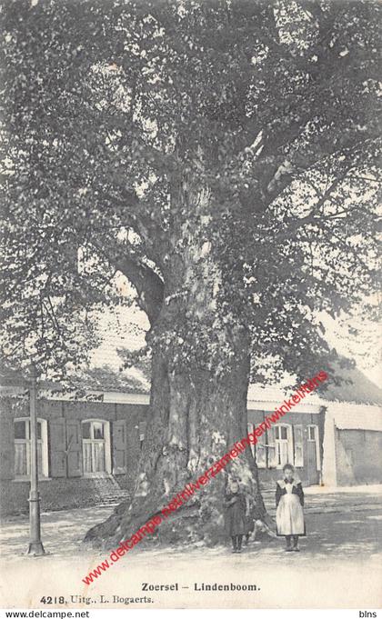 Lindenboom - Zoersel