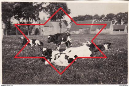 Photo 1915 ZUIENKERKE (Zuyenkerke) - une vue, vaches (A196, ww1, wk 1)