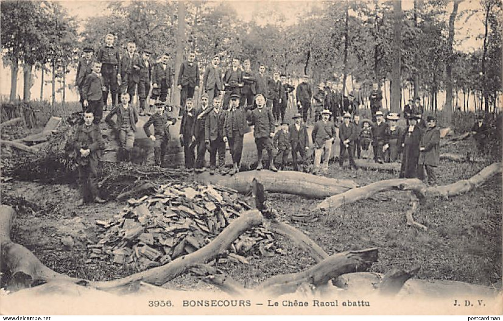 Belgique - BON-SECOURS Péruwelz (Hainaut) Le chêne Raoul abattu