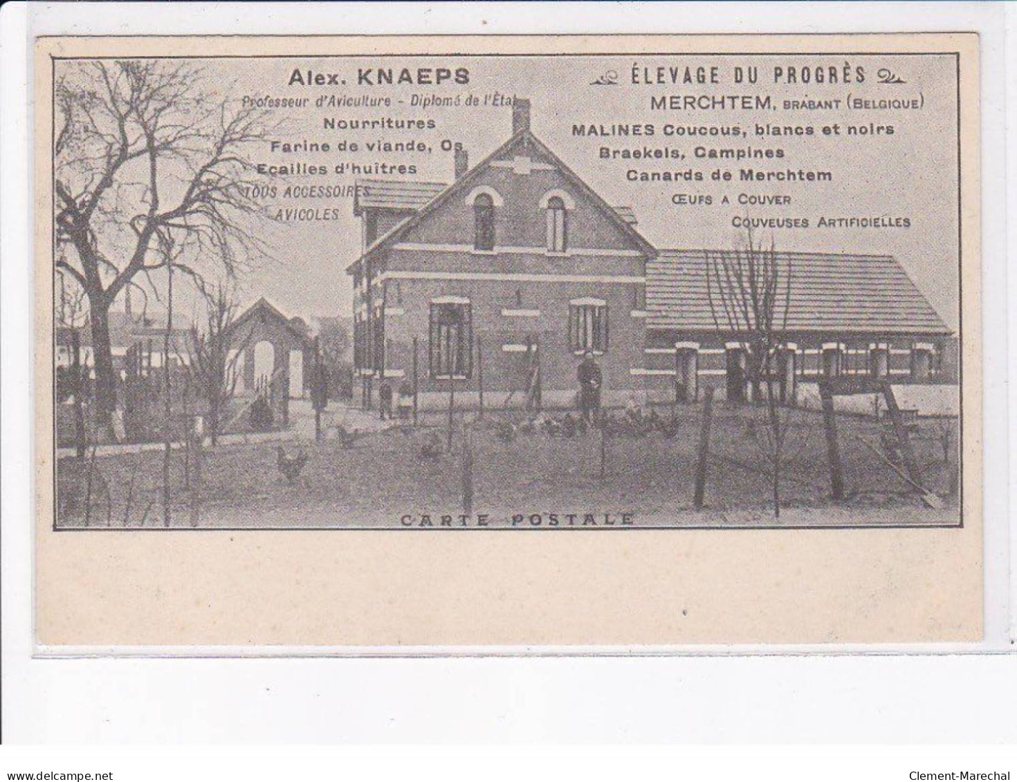 BELGIQUE: BRABANT FLAMAND: aviculture, élevage du progrès, Merchtem - très bon état