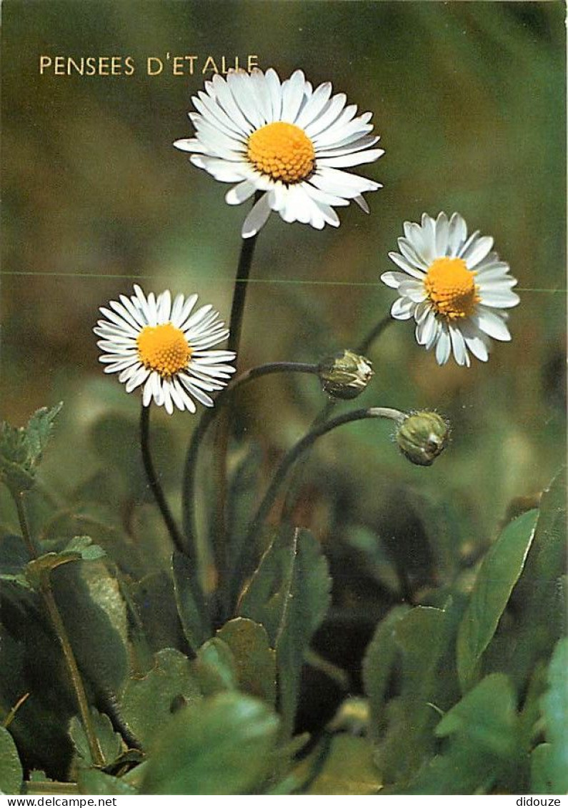 Belgique - Etalle sur Semois - Pensées d'Etalle - Fleurs - Pâquerette vivace - Carte Neuve - CPM - Voir Scans Recto-Vers