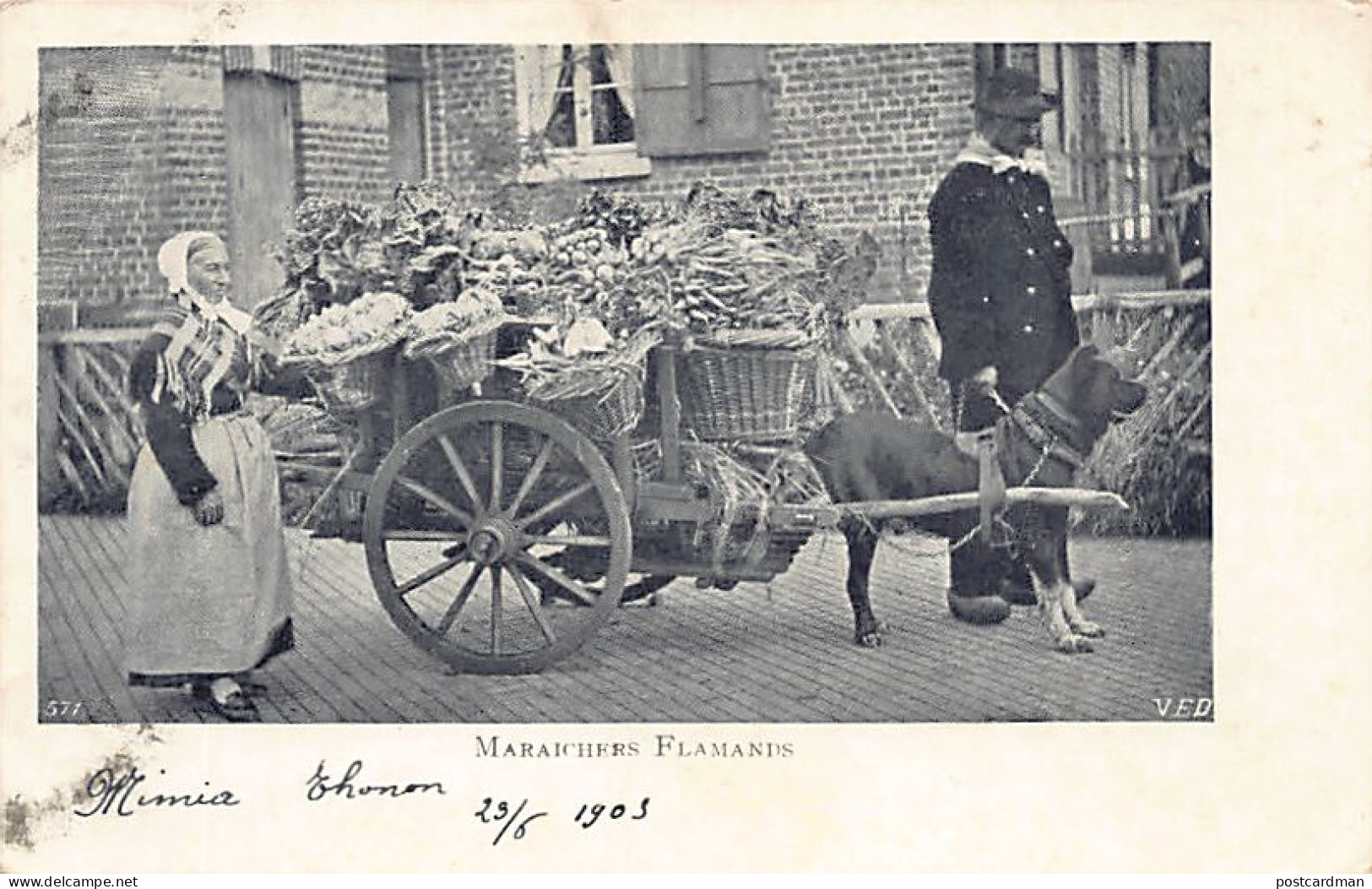 Belgique - Laitière flamande et sa voiture à chien - Vlaamse melkmeid en haar hondenkar - Flemish milkmaid with her dog
