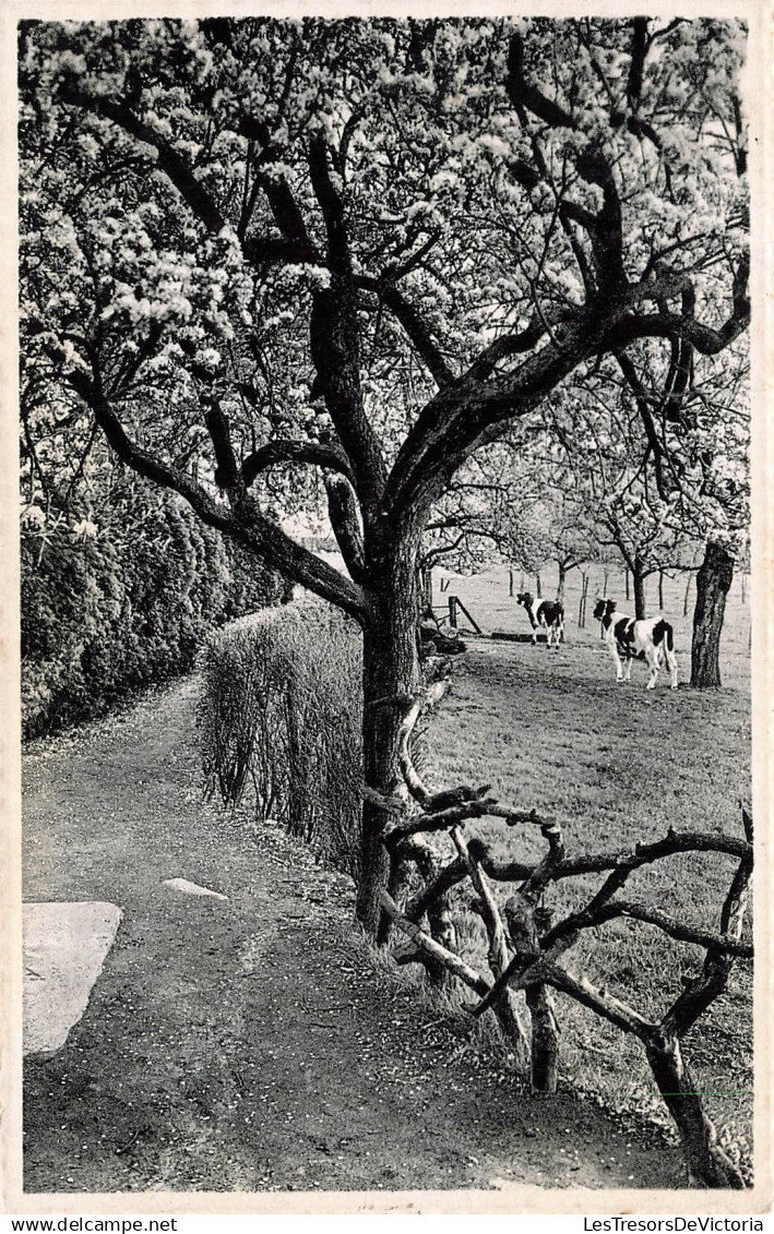 BELGIQUE - Liedekerke - Institut St Gabriel - coin du Verger - vâche - paturage - Nels Thill - Carte Postale Ancienne