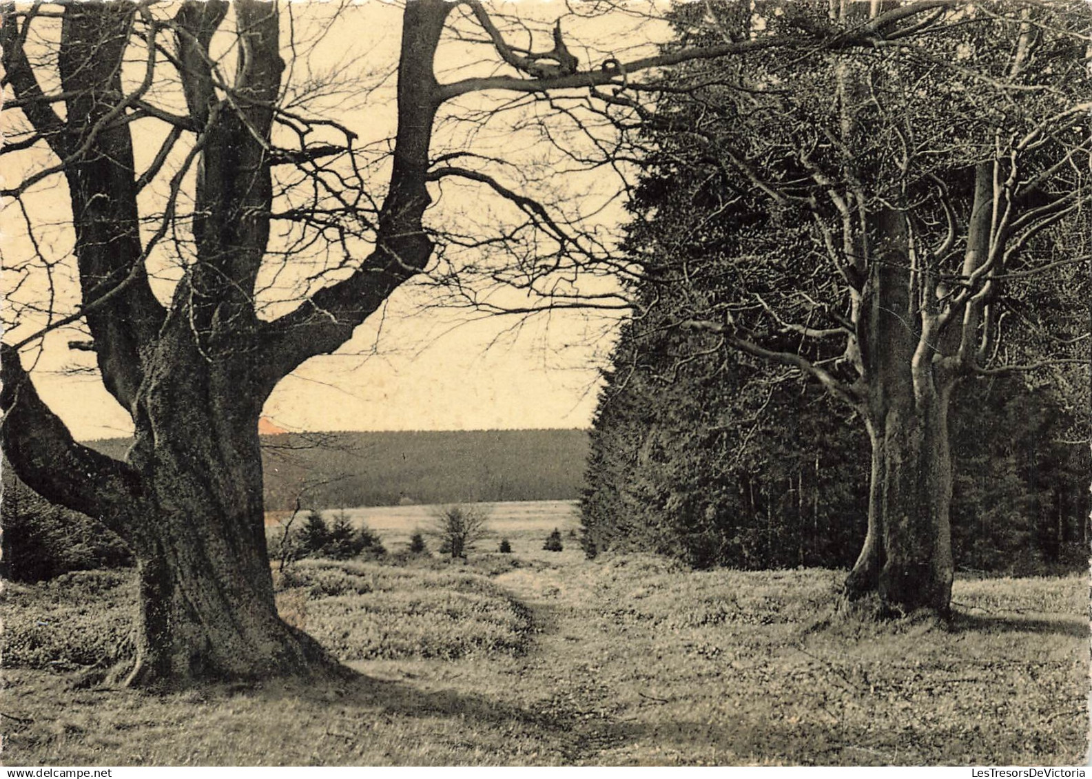 BELGIQUE - Longlou - Haute Fagne - Paysage - Bois - Colline - Végétation - Griffe SPA - Carte postale