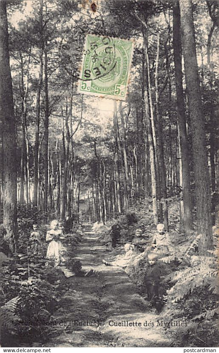 Belgique - ORROIR Mont de l'Enclus (Hainaut) Cueillette des Myrtilles