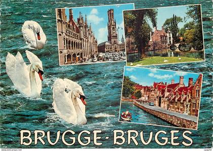 CPM Brugge Cygnes