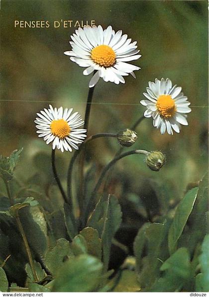 Belgique - Etalle sur Semois - Pensées d'Etalle - Fleurs - Pâquerette vivace - Carte Neuve - CPM - Voir Scans Recto-Vers