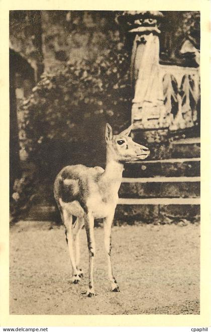 CPA PARC ZOOLOGIQUE DE CLERES(S-inf) Antilope