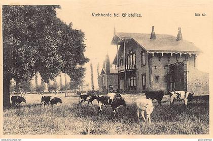 België - GISTEL (W. Vl.) Viehherde