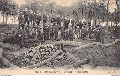 Belgique - BON-SECOURS Péruwelz (Hainaut) Le chêne Raoul abattu