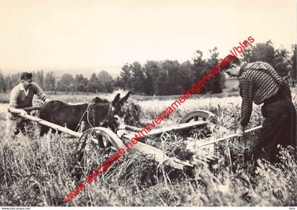 Expérimentation de la moissonneuse des trévires à Dampicourt en 1960 - Rouvroy