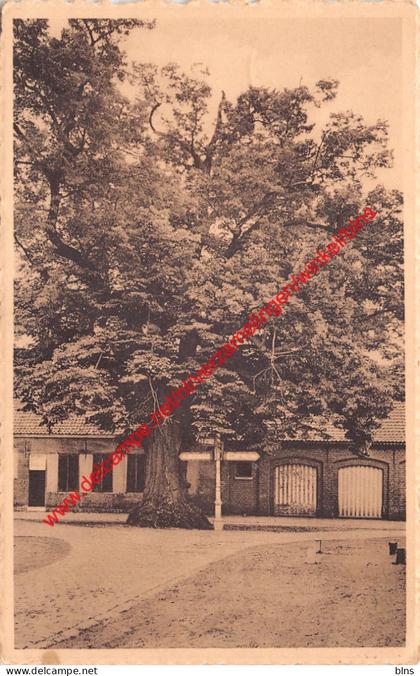 De Lindeboom - Zoersel