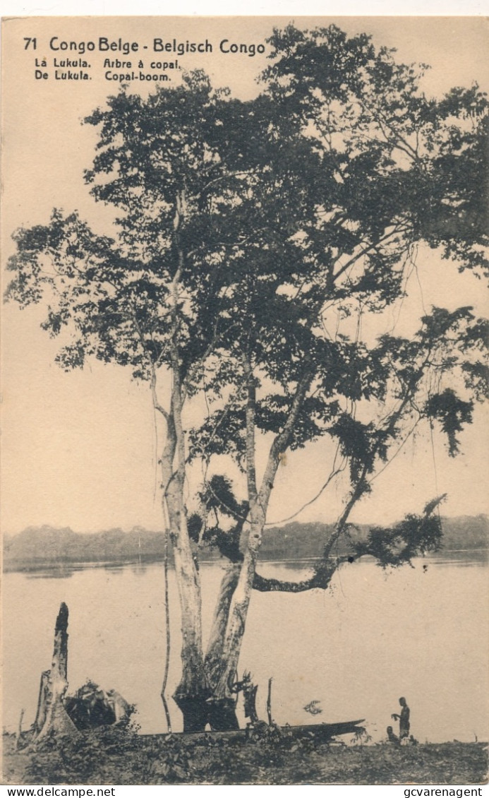 BELGISCH CONGO  COPAL BOOM        ZIE AFBEELDINGEN