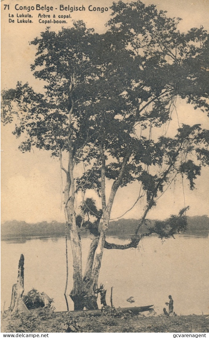 BELGISCH CONGO    DE LUKULA  COPAL BOOM