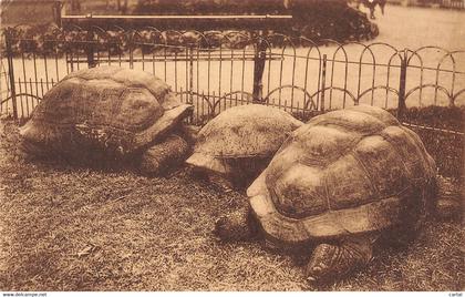 ANTWERPEN - Dierentuin - Kruipdierenhuis - Reuzenschildpadden.