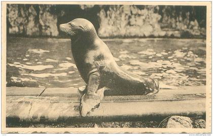 ANTWERPEN - Dierentuin - Zeeleeuw