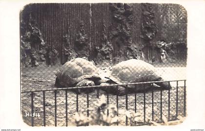 België - ANTWERPEN - De schildpadden van de dierentuin tijdens de Eerste Wereldoorlog - FOTOKAART
