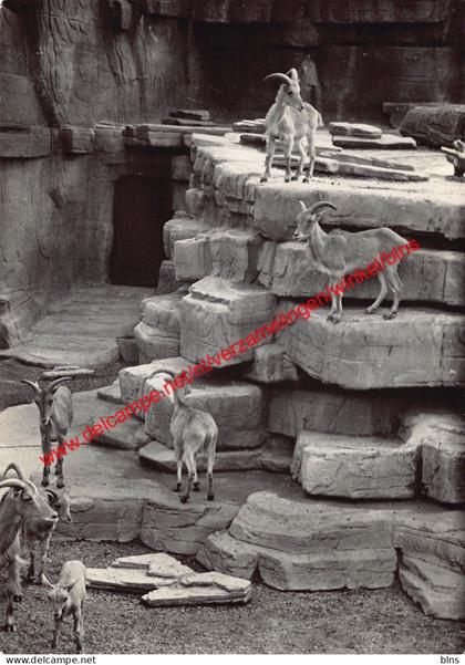 Zoo Antwerpen - dierentuin - manenschapen - Antwerpen