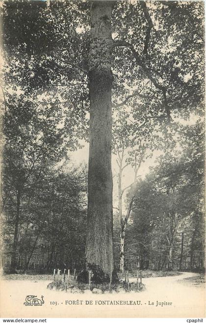 CPA Foret de fontainebleau le jupiter