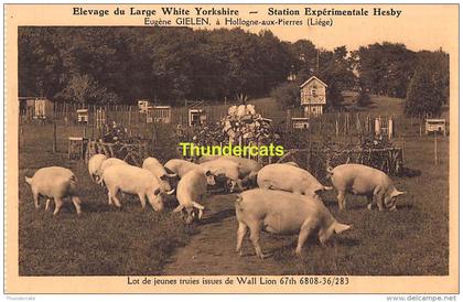CPA  ELEVAGE DU LARGE WHITE YORKSHIRE STATION EXPERIMENTALE HESBY EUGENE GIELEN A HOLLOGNE AUX PIERRES COCHON