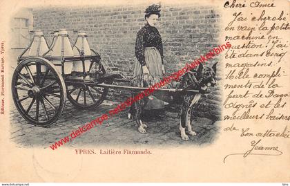 Ypres - Laitière Flamande - Ieper