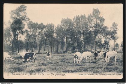 ENVIRONS D'ALOST - LEDE  UN PATURAGE