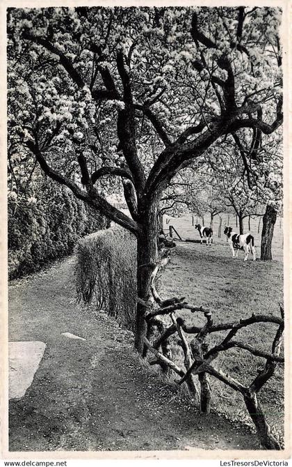 BELGIQUE - Liedekerke - Institut St Gabriel - coin du Verger - vâche - paturage - Nels Thill - Carte Postale Ancienne