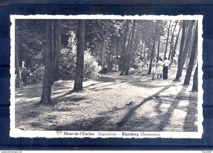 belgique. mont de l'enclus. sapinieres