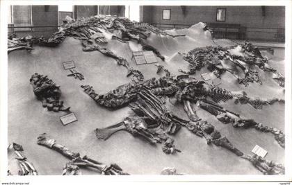 CPA Bruxelles Musee Royal d histoire naturelle Galeries nationales Iguanodons de Bernissart Dinosaure