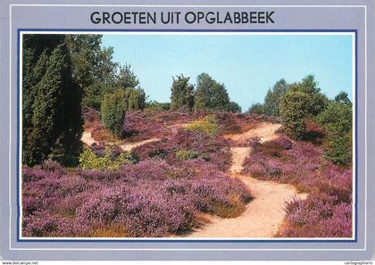 Belgium Groeten uit Opglabbeek lavender field