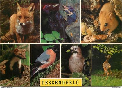 Belgium Tessenderlo
