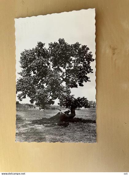 Oudenburg  Ettelgemstraat  Mûrier unique dans la région (serice-culture)  Nommé arbre de Napoleon
