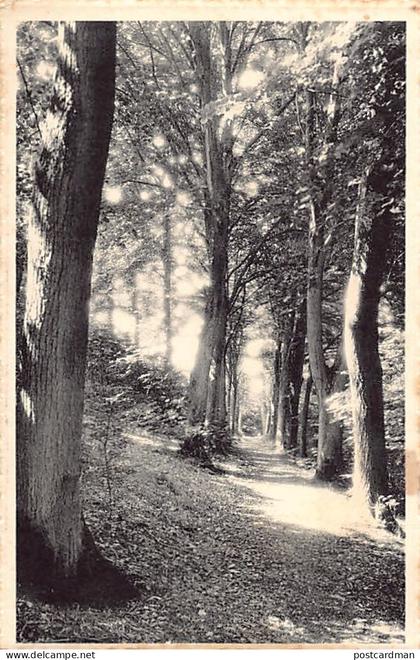 Belgique - TELLIN (Liège) Une promenade du Bois Madame
