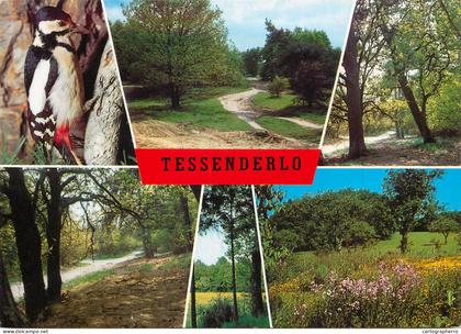 A3641 Tessenderlo views postcard