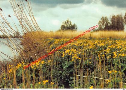 Natuurreservaat De Rietsnijderij met dotterbloemveld - Waasmunster