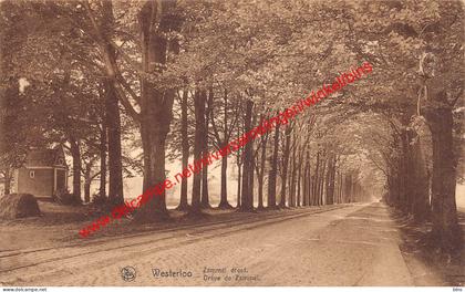 Zammer dreef - Westerlo
