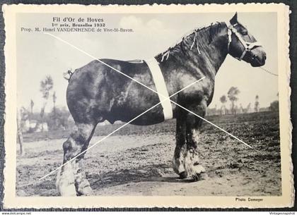 Vive-St-Bavon Cheval Fil d'Or de Hoves 1er prix, Bruxelles 1932 Prop H VANDENHENDE CP édit. Le Sillon Belge La Hulpe
