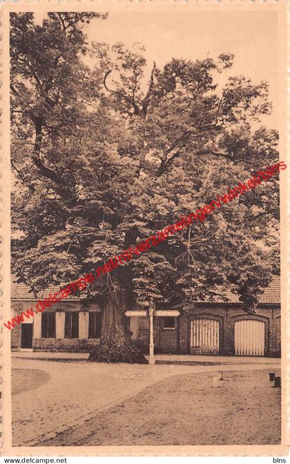 De Lindeboom - Zoersel