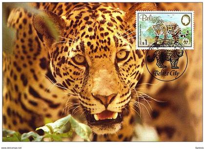 Belize : CM carte maximum jaguar panthera onca carnivore felin mammifere Amerique animal WWF