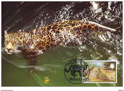 Belize : CM carte maximum jaguar panthera onca carnivore felin mammifere Amerique animal WWF