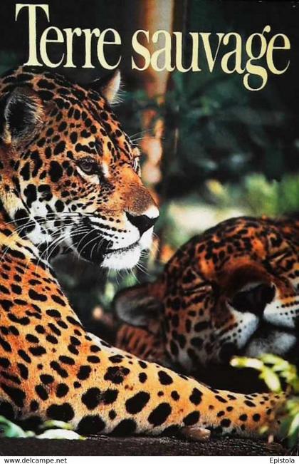► CPSM  Couple de jaguars au Belize