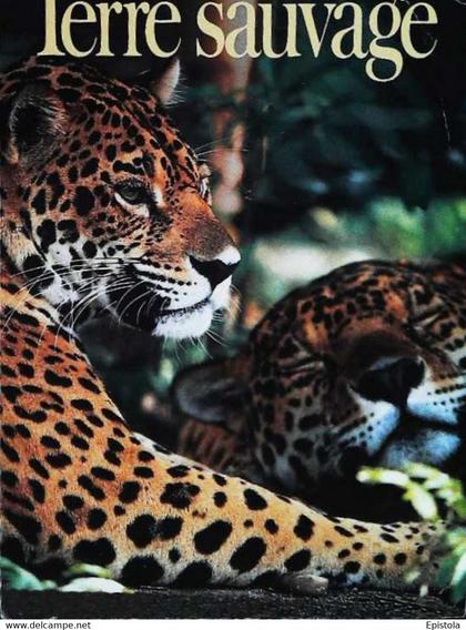 ► CPSM  Couple jaguars au Belize