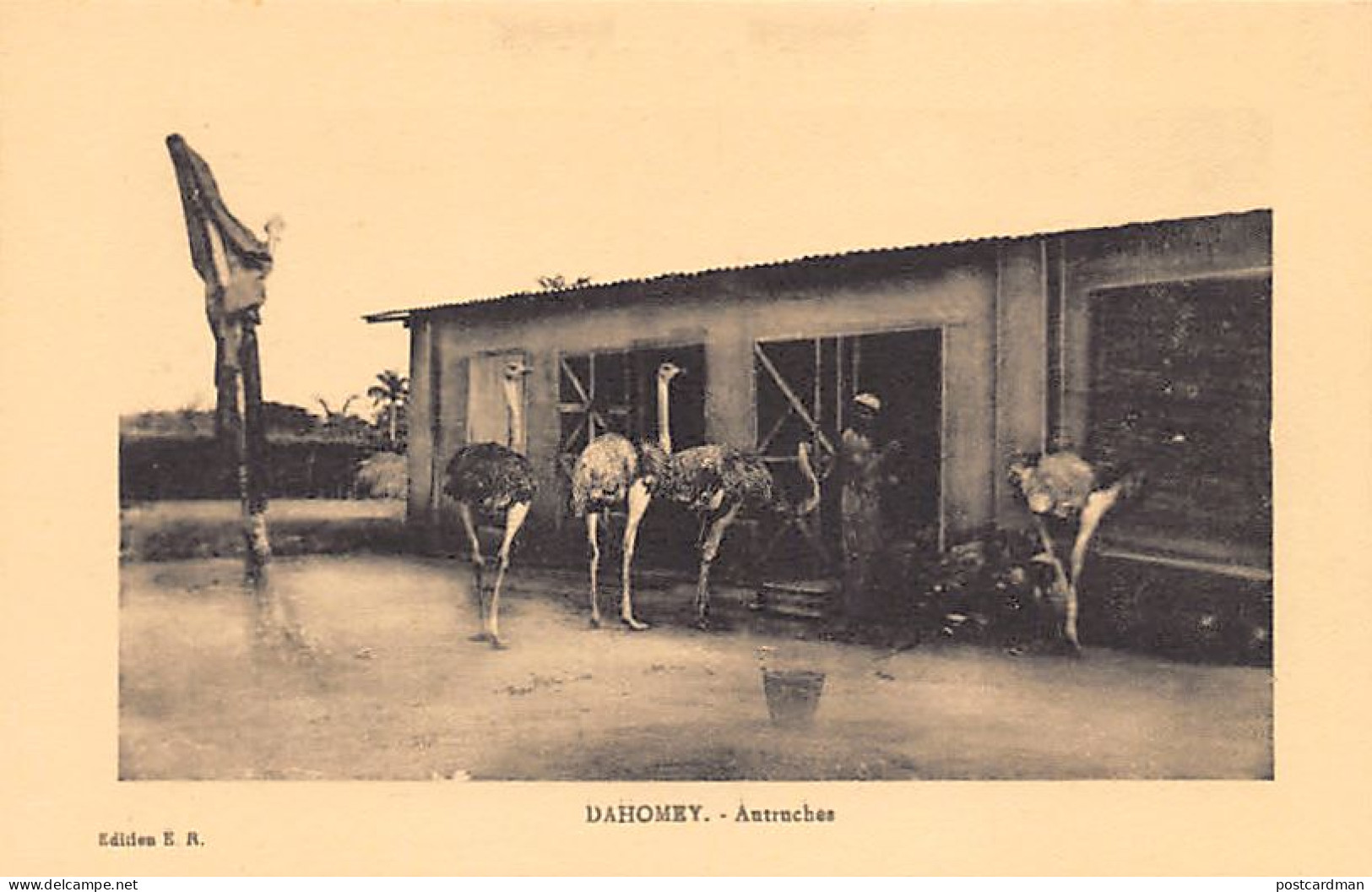 BÉNIN Dahomey - Autruches - Ed. E. R.