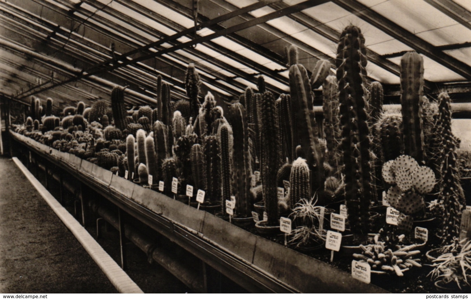Berlin - Dahlem, Botanischer Garten, Kakteenhaus, ca. 50er Jahre