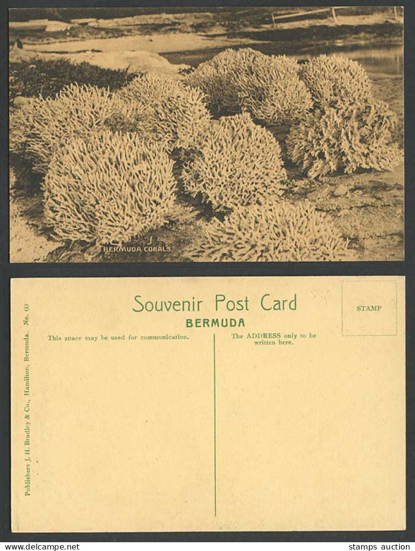 Bermuda Corrals Old Postcard Corral - J.H. Bradley & Co. Hamilton Bermuda No.60