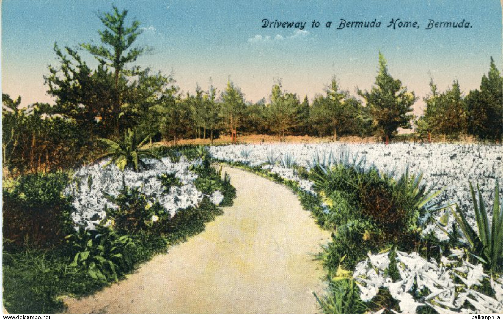 Bermuda Driveway to Home