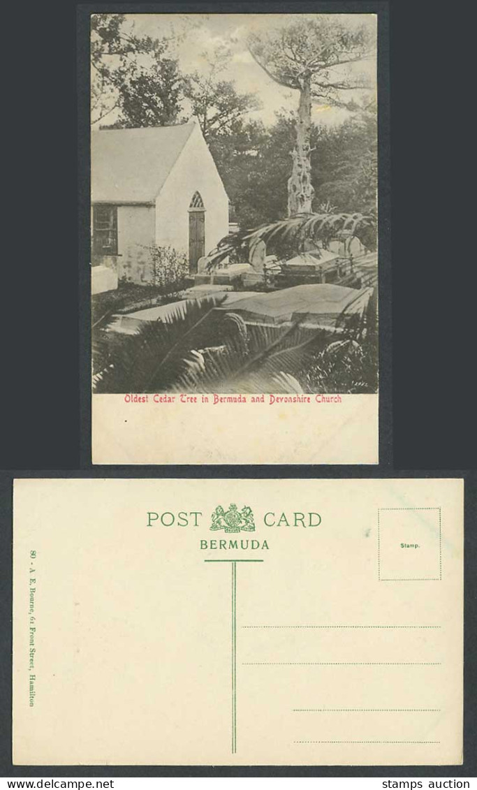 Bermuda Old Postcard Oldest Cedar Tree in Bermuda and Devonshire Church, Graves