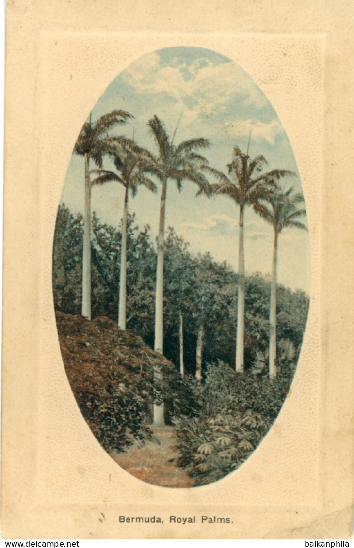 Bermuda Royal Palms