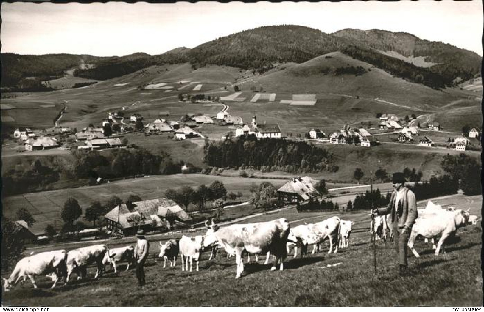 Bernau Schwarzwald Kuehe