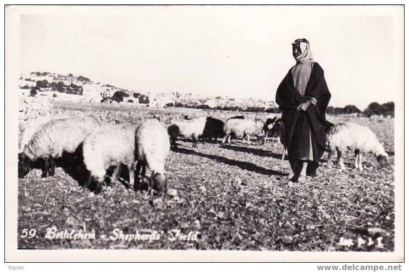 Bethlehem - Shepherds' field